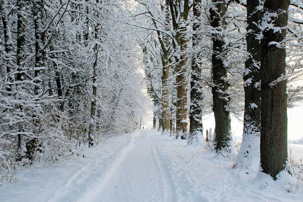 Snow-covered winter path in the forest