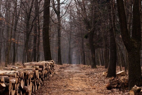 Una serie de leña cortada en medio de un bosque otoñal sin follaje