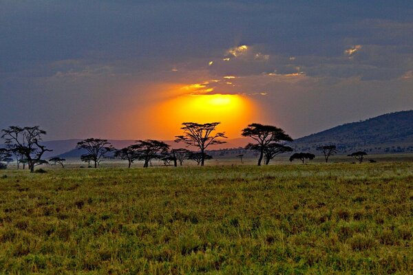 Yellow sunset. Green grass