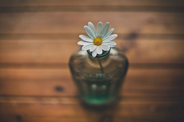 Fleur de camomille dans un vase improvisé