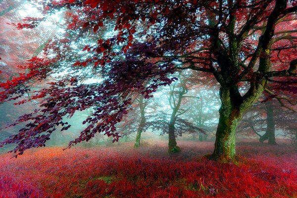 Geheimnisvolle herbstliche Waldlandschaft