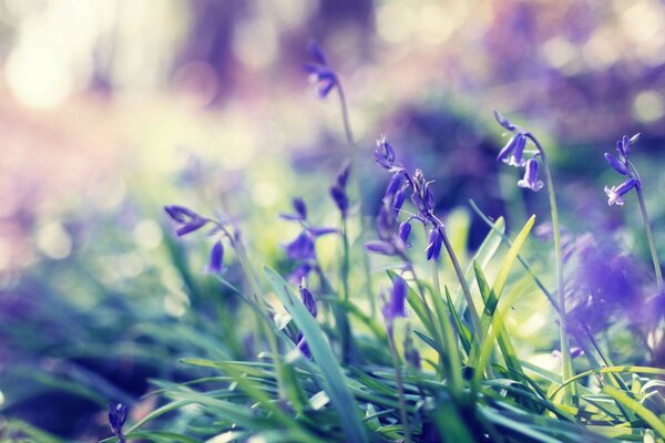 Piccoli fiori viola insoliti