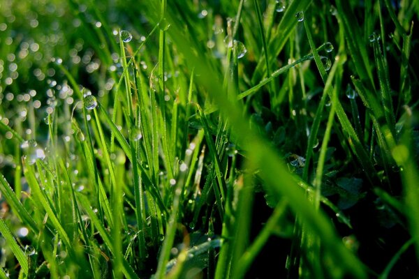 Grünes Frühlingsgras bedeckt mit Morgentau