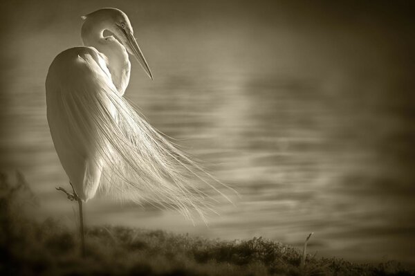 A beautiful white bird. Sky