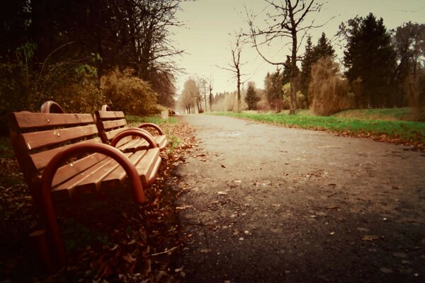 Empty autumn alley in the park