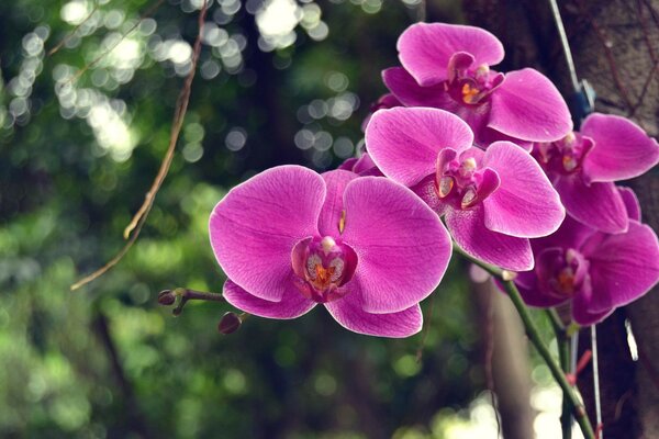 Hermosa flor púrpura tropical