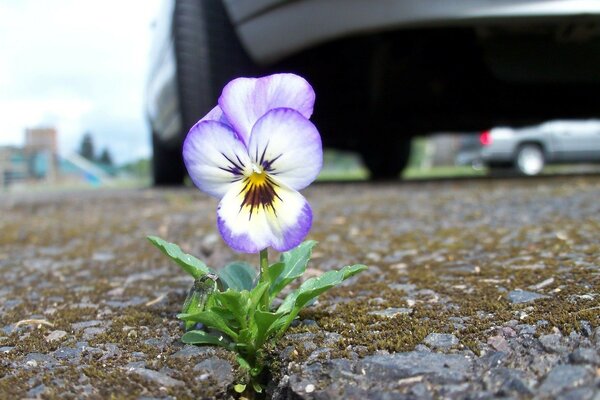 Pequeña flor escarlata en el camino