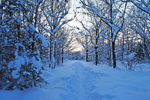 Wanderweg durch Schneeverwehungen im verschneiten Wald