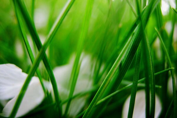 Spring nature, grass and leaves grow