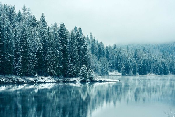 Bäume im Schnee und in der Nähe eines Teiches