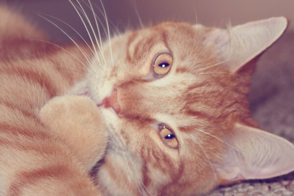 Cute cat licks his paw