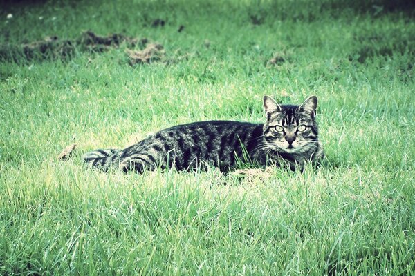 Eine große Katze liegt auf dem Rasen