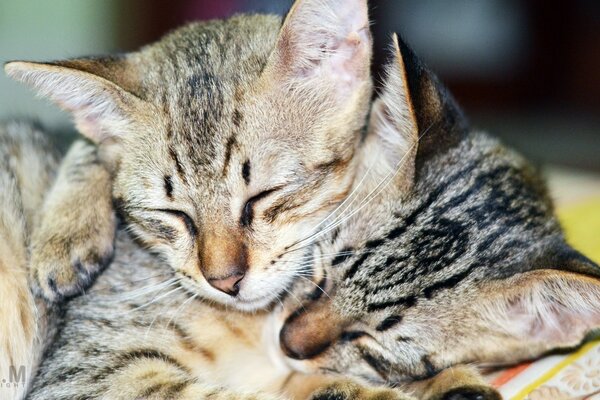 Two cats sleeping in an embrace