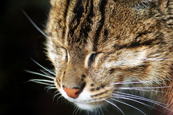 Chat gris dort paisiblement