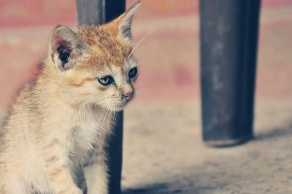 Um gato que olha para longe