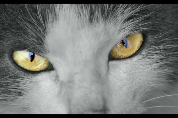 A cat with expressive yellow eyes