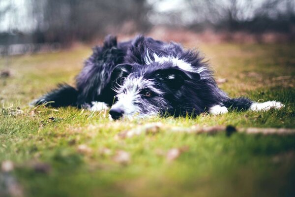 Der Hund ruht sich in der Natur liegend auf dem Rasen aus