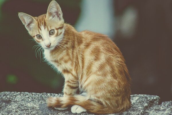 Gato pelirrojo sentado en una piedra