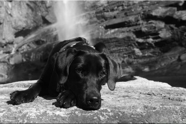 Photo en noir et blanc - chien couché