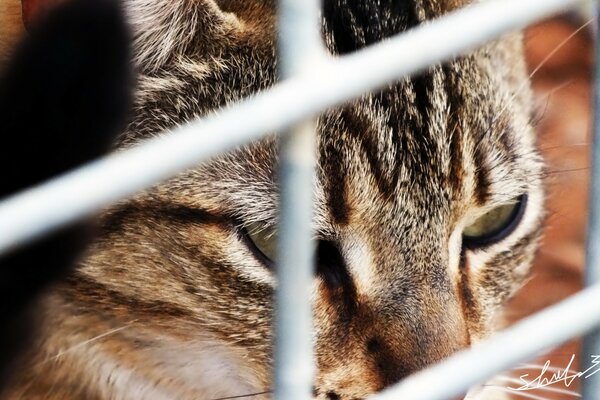 Gato gris sentado detrás de una rejilla de metal