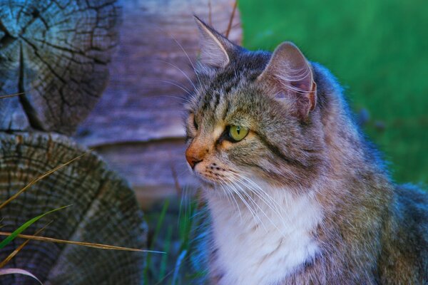 Cute cat on the breed is resting