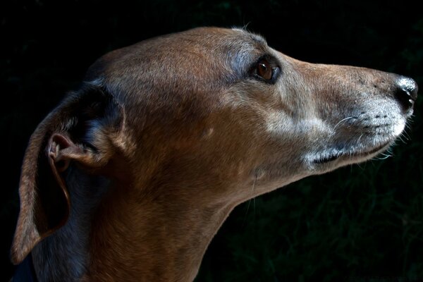 Cani di razza per l allevamento