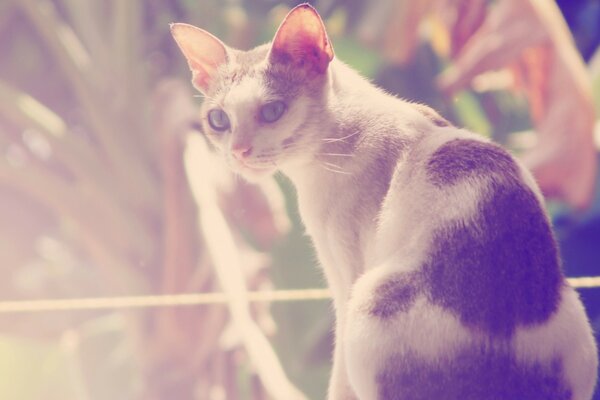 El gato en la naturaleza se aburre de la casa