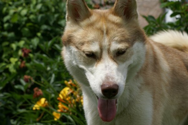 Kızıl saçlı köpek gülünç bir şekilde gülümsüyor