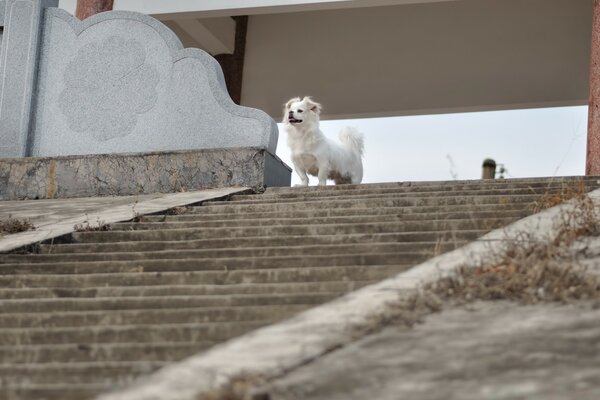 Ein weißer Hund steht auf einer Stufe