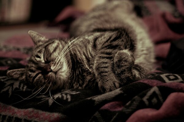 Graue Katze schläft auf der Couch