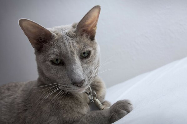 A purebred cat is lying on a white blanket