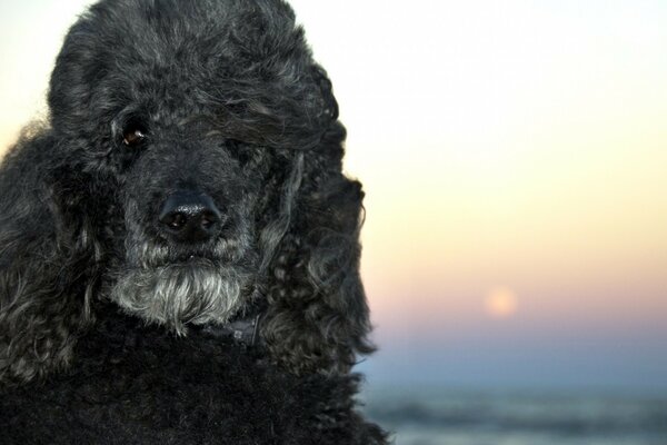 Perro con pelo negro y rizado