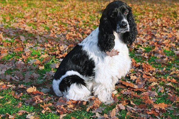 Curly-haired dog on autumn leaves