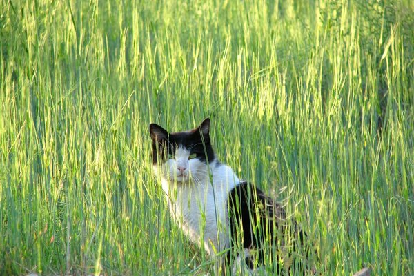 A black and white cat lurked in the green grass