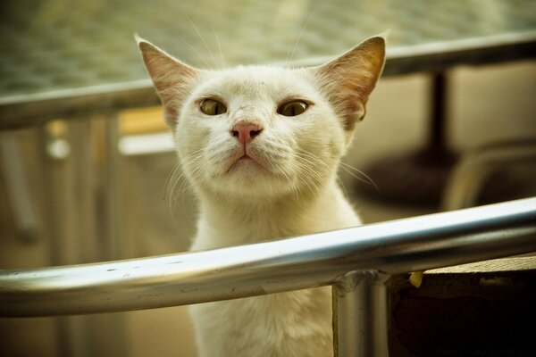 Gato blanco mirando sorprendido