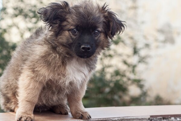 Pequeño perrito triste lindo