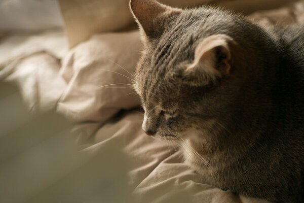 Eine gestreifte Katze liegt auf einer Decke