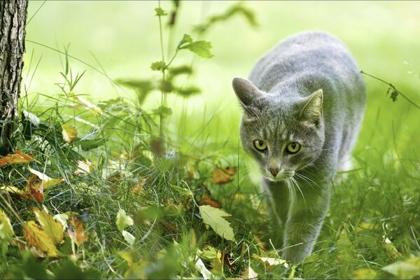 Die Katze geht im Sommer über das Gras