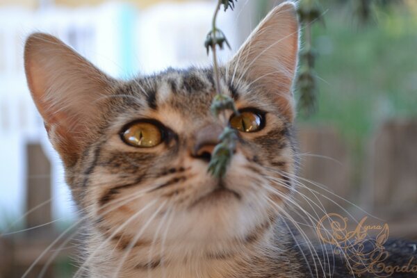 Сіра кішка нюхає зелену травичку