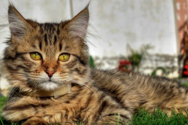 Eine flauschige Katze liegt auf dem Rasen