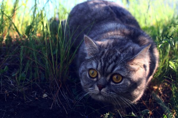 Thoroughbred cat sneaks in the grass