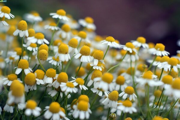 Ein flauschiges Feld weißer Gänseblümchen