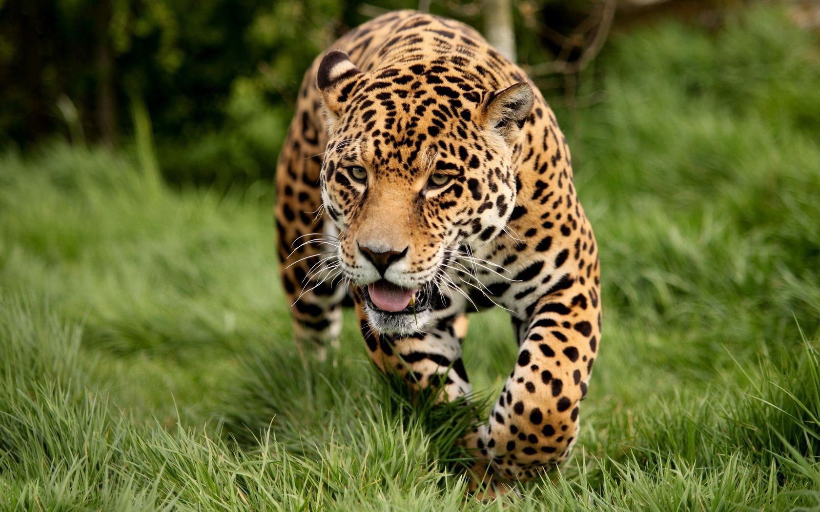 leopardos vida silvestre mamífero naturaleza gato animal