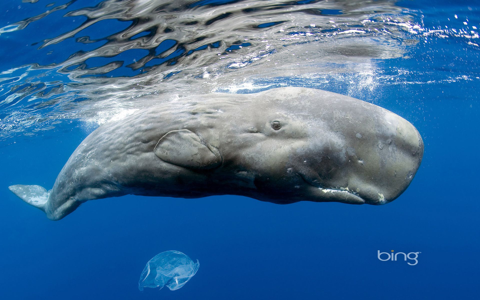 tiere unterwasser schwimmen wasser fisch meer natur ozean delphin gebläse wal marine tierwelt shark tauchen