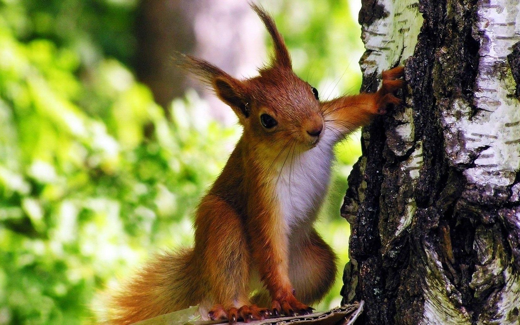 écureuil faune bois nature mammifère arbre mignon à l extérieur animal écureuil sauvage peu fourrure