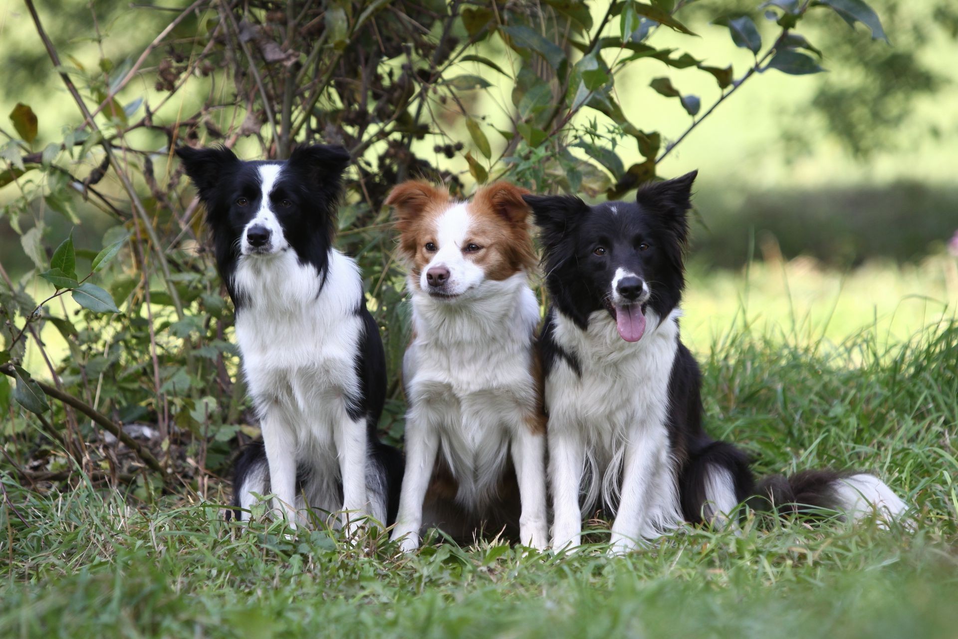 perros perro perro mamífero hierba animal mascota lindo cachorro pedigrí retrato doméstico joven naturaleza raza pedigrí