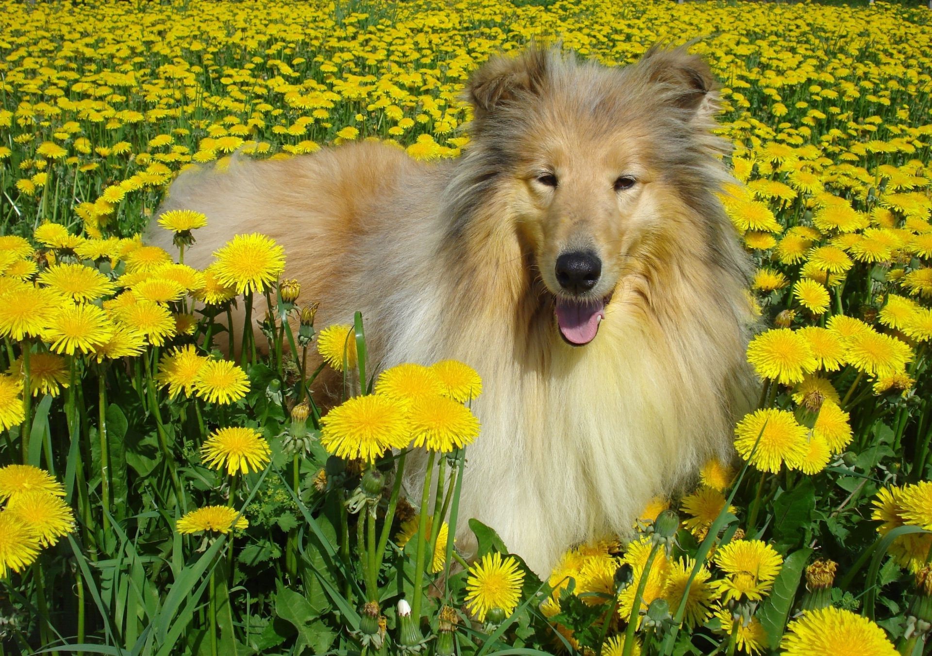 köpekler doğa çiçek çimen yaz karahindiba açık havada alan