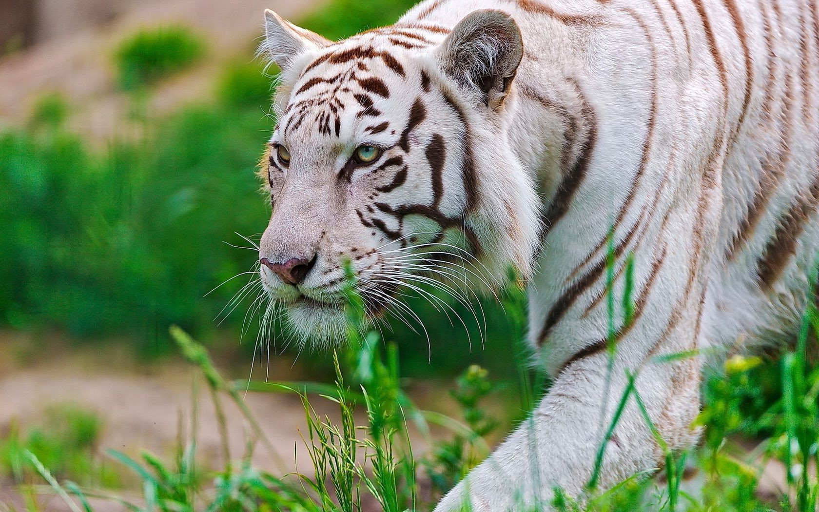 tygrysy dzika przyroda zwierzę drapieżnik kot ssak zoo duży tygrys dziki natura mięsożerca dżungla safari futro myśliwy trawa niebezpieczeństwo polowanie zagrożony głowa