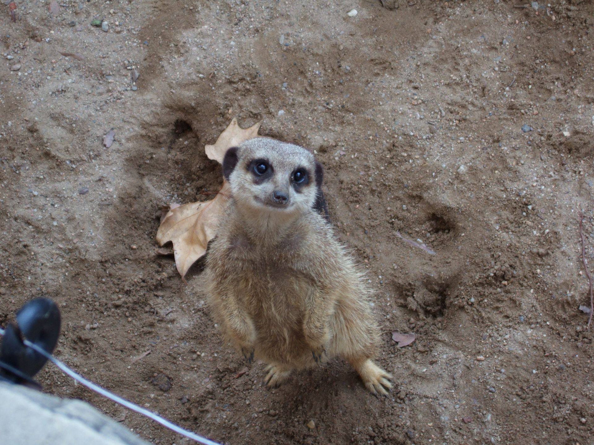 animals mammal wildlife zoo nature meerkat wild outdoors one cute