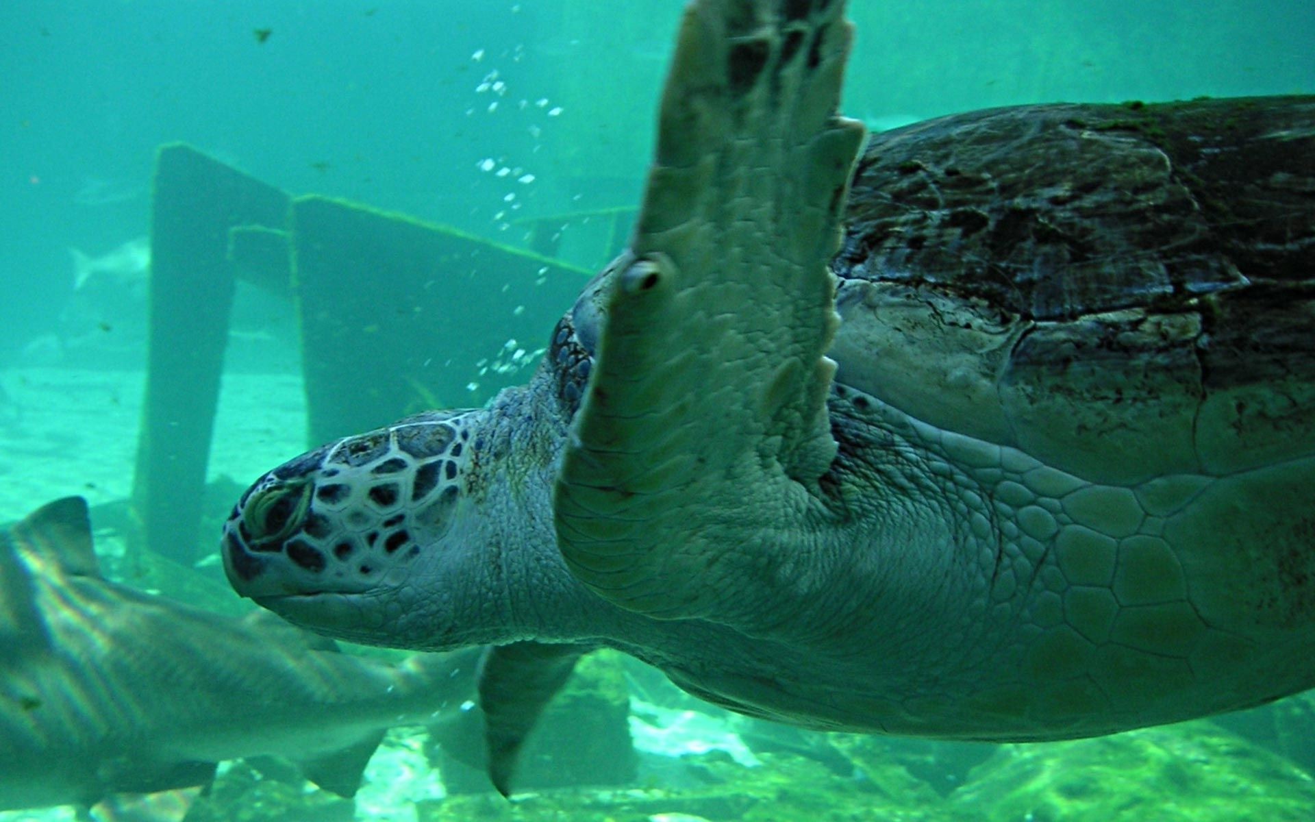 animaux sous-marin tortue eau natation nature poissons océan faune mer marine gazebo corail plongée récif tropical animal aquatique aquarium